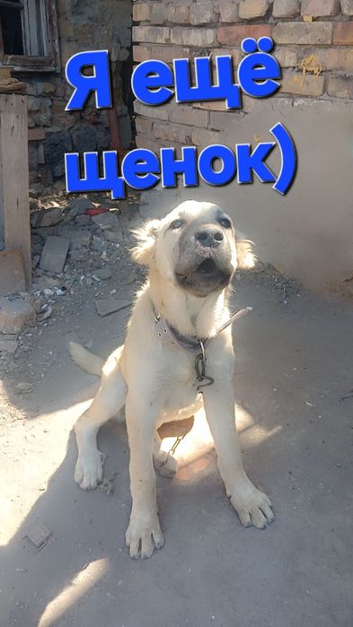 Животное. Щенок. Алабай.