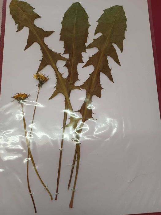 Хербарий ( за студенти и ученици)