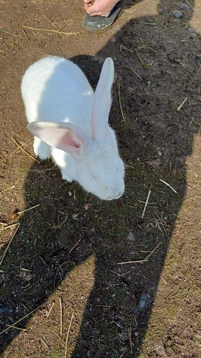 Продам кролика фландер 100%