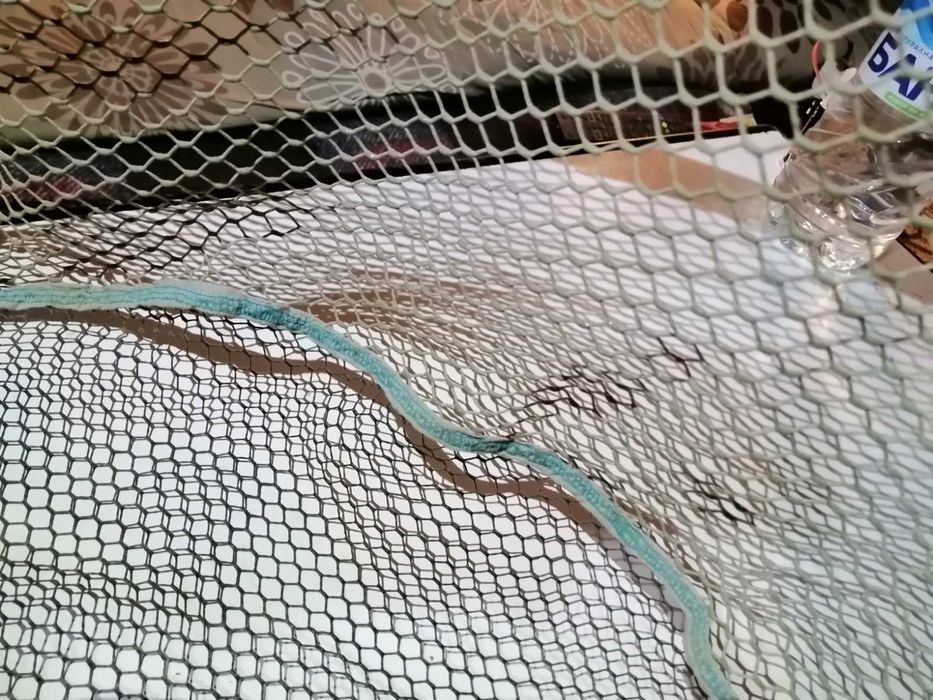 Кеп глава, гумирана, шаранджийска