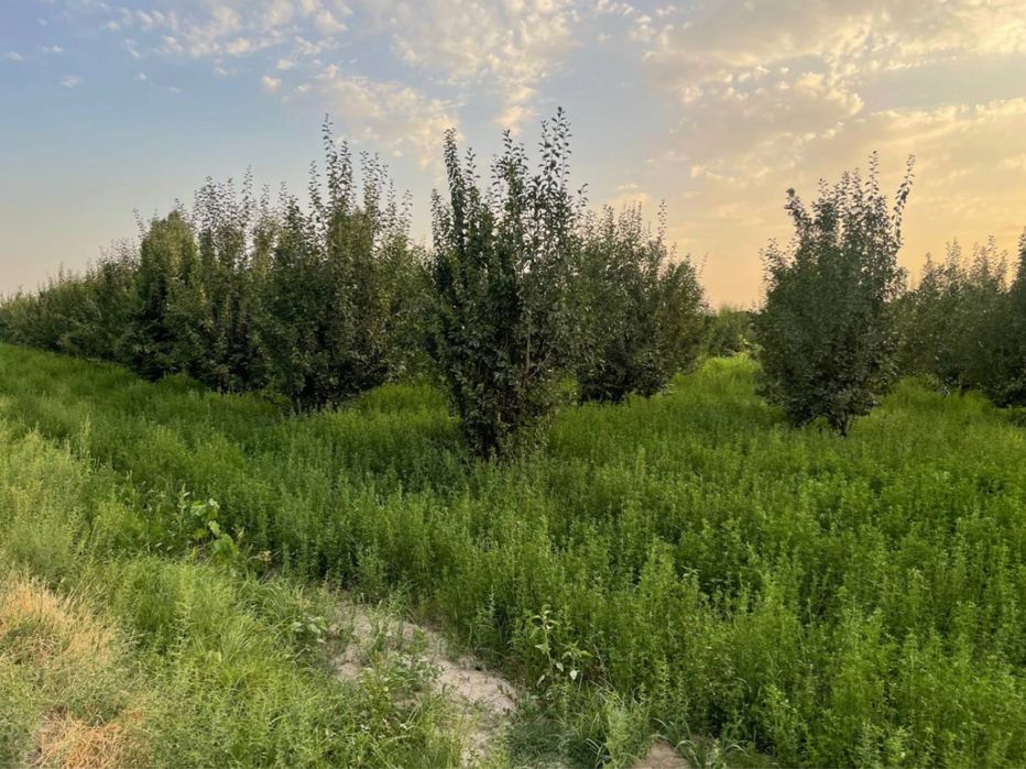 Боғ сотилади 5,64 га (Тузелда)