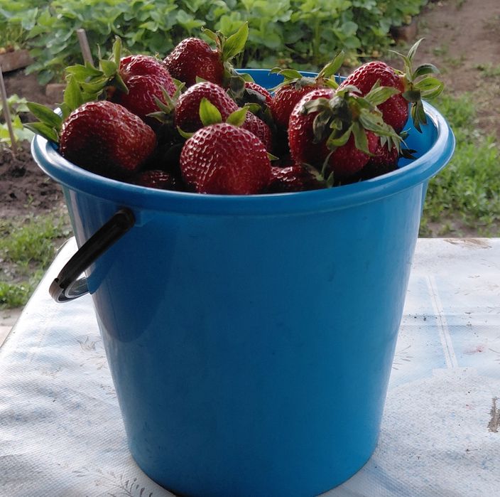 Продам клубнику ягоду свежесобрана