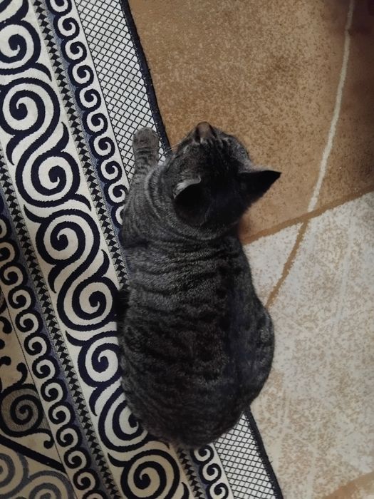 Отдам кота в добрые руки