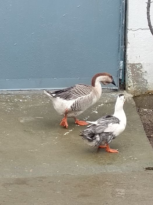 Продаётся гусь здоровый