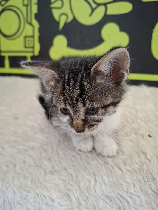 Много мило женско котенце на 3-4 месеца