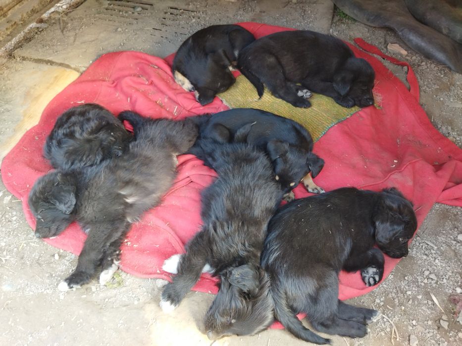 Щенки 4 девочки, 3 мальчика