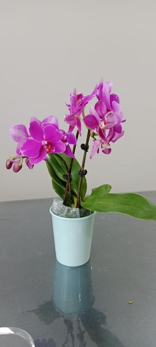 Домашние растения, Хонаки гуллар