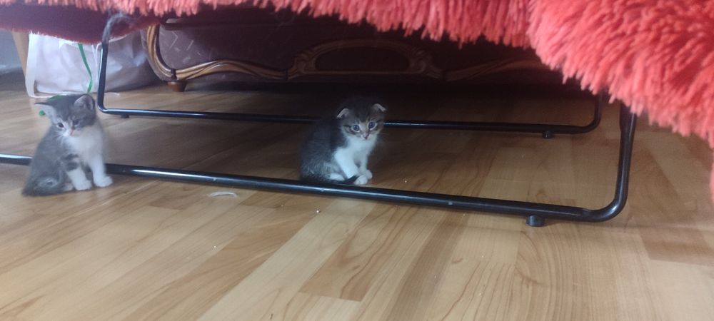 Продам котят вислоухих