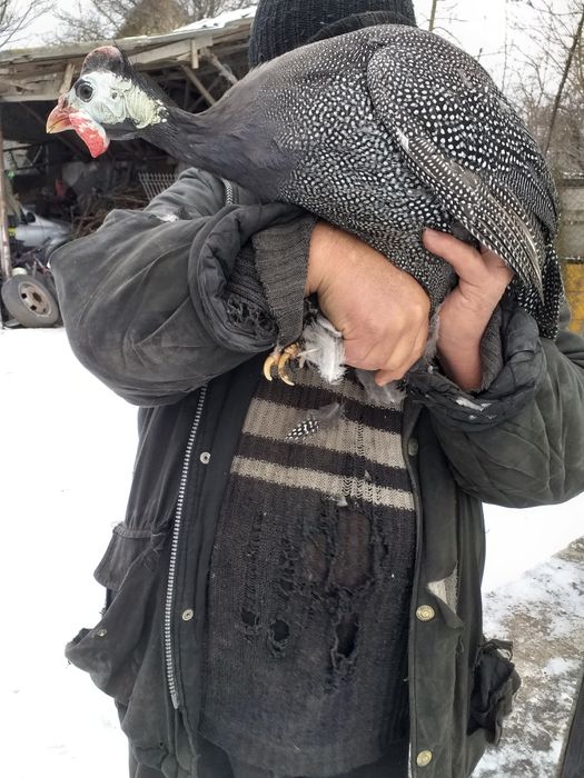 Vand bibilici rasa mare