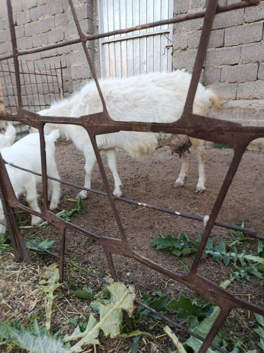 Ешкы,коза зайнин