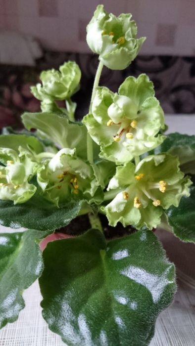 Продам взрослые цветущие фиалки