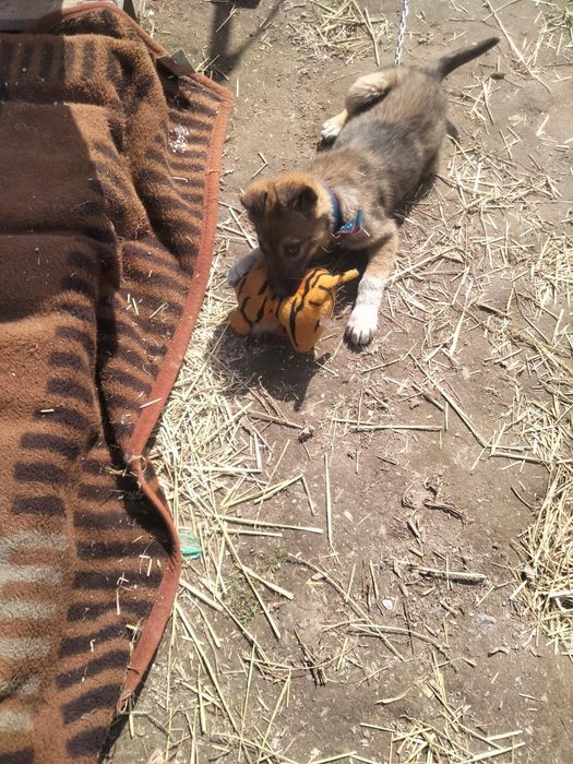 Лапочка девочка в добрые руки. Собака. Щенок.