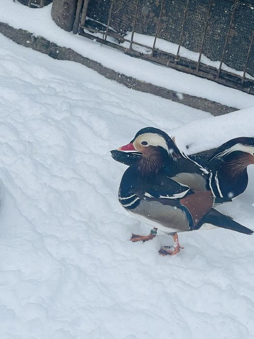 Rațe Mandarine doua perechi disponibile