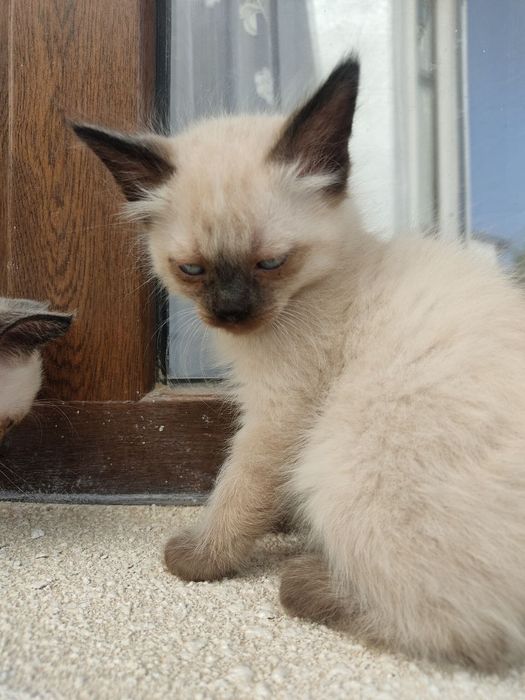 Porno video onlayn bekasi