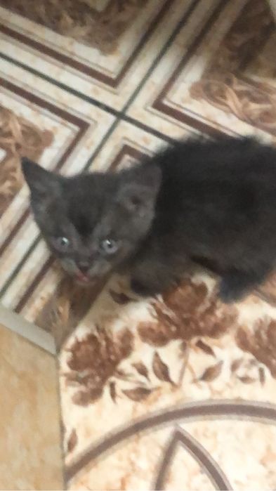 Котята отдам в хорошие руки