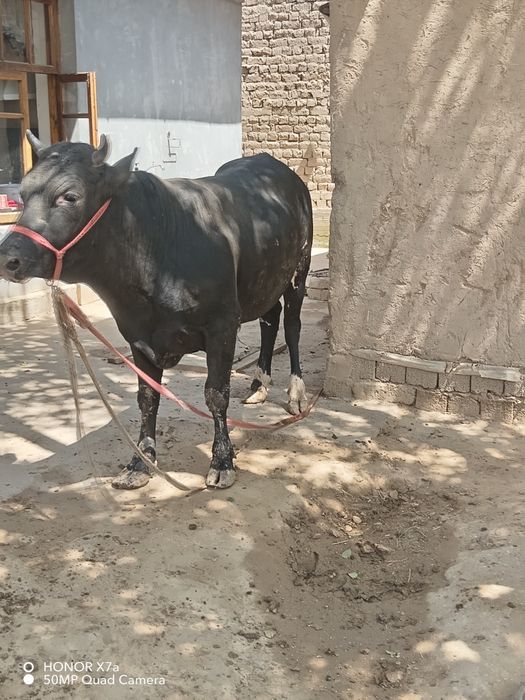 Jaydari Buqa sotiladi