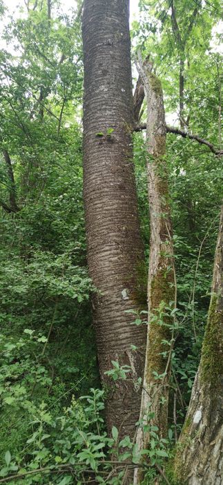Vând pădure cu teren strada