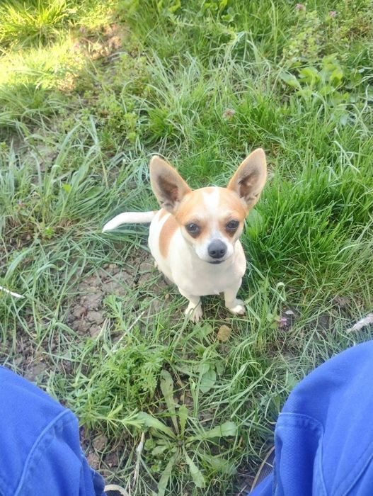 Мини чихуа пинчер