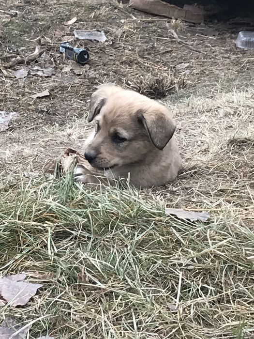 Щинята в добрые руки!
