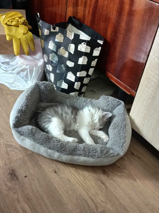 Котята бесплатно