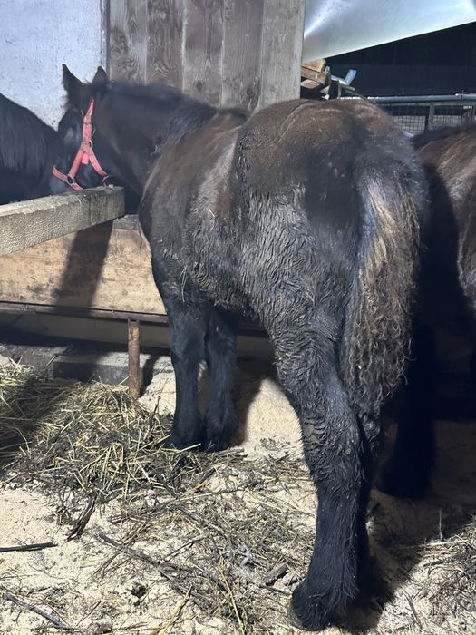 Manz armasar de 6 luni