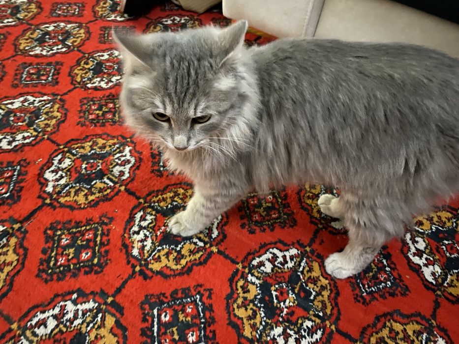 shatlanski grud sotiladi