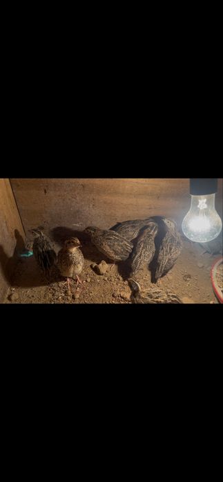 Продам италия  перепелов (бедана)