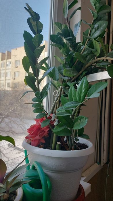 Гүл сатылады. Үйде өсіп тұр