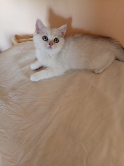 Продаются котята