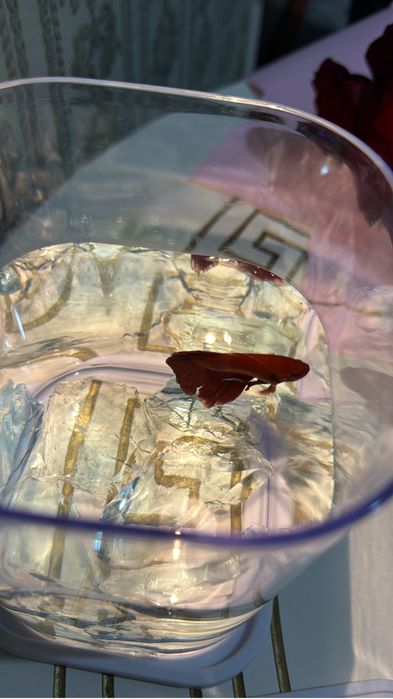 Қызыл әдемі аквариум балығы (Betta)
