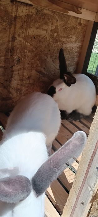 Iepuri uriași de Transilvania