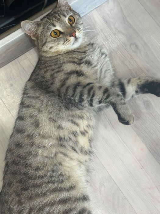 Кот вязка шатланский прямоухий