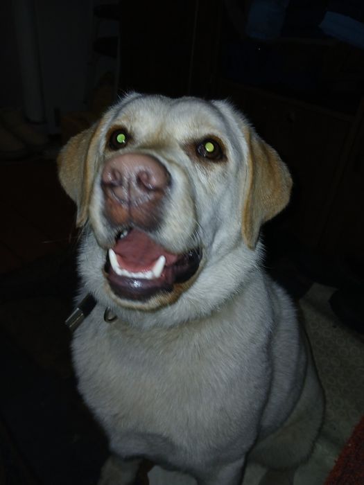 Лабрадор девочка  вязка