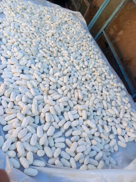 Құрт домашний...