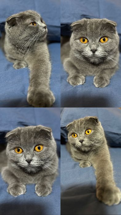 Кошка в добрые руки