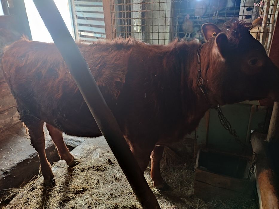 Телка на откорме продаю полтуши