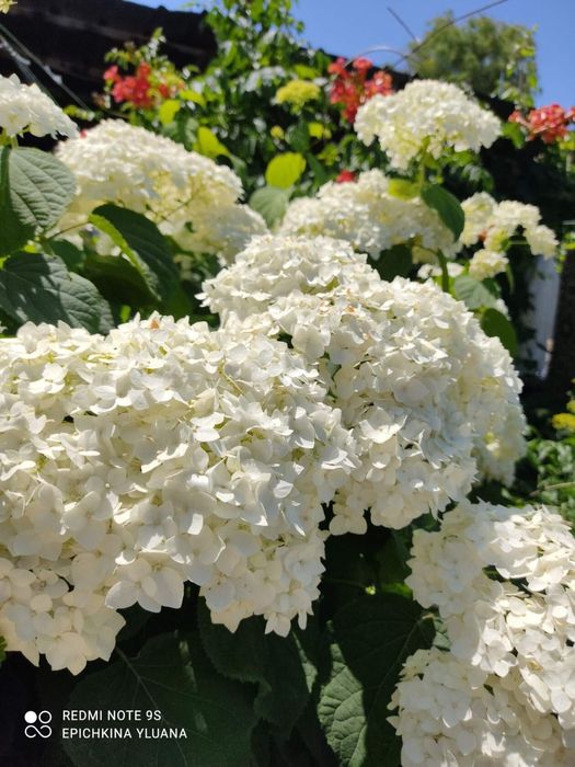 Гортензия белая морозостойкая