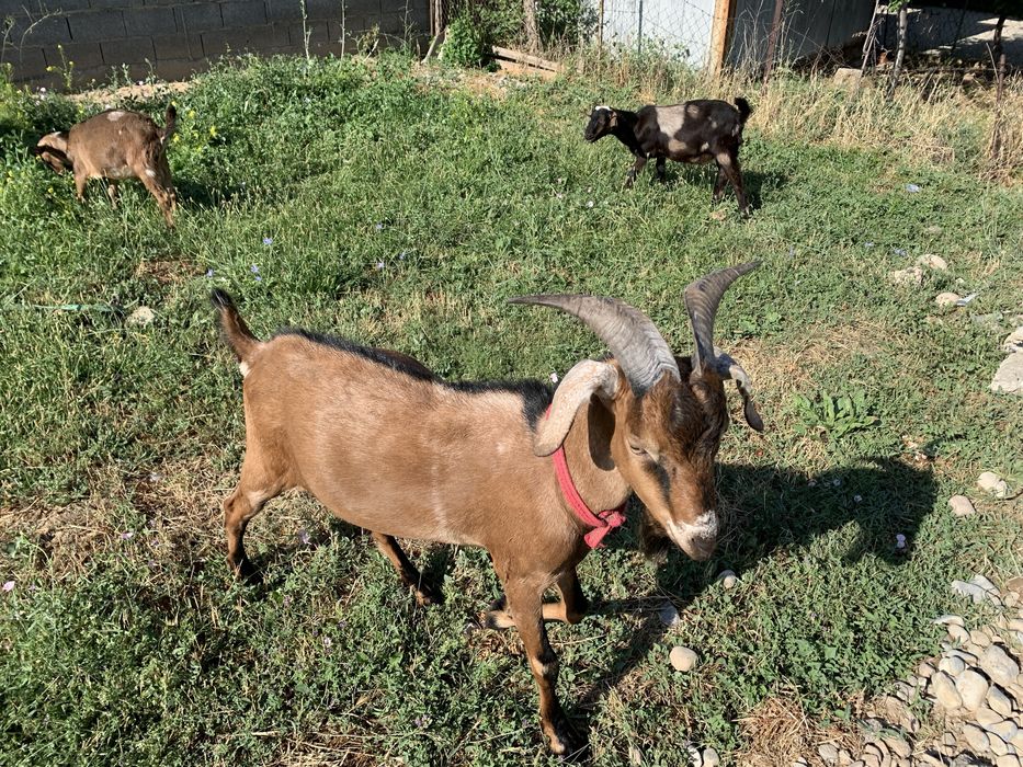 Англонубийский козел