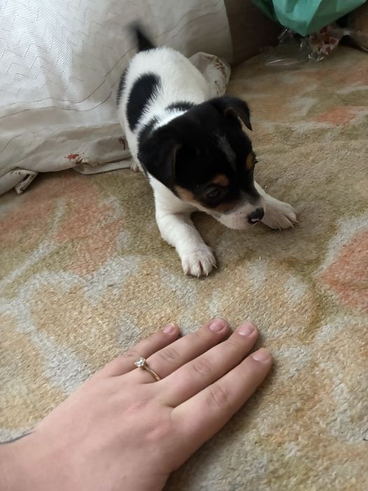 Джак ръсел териер