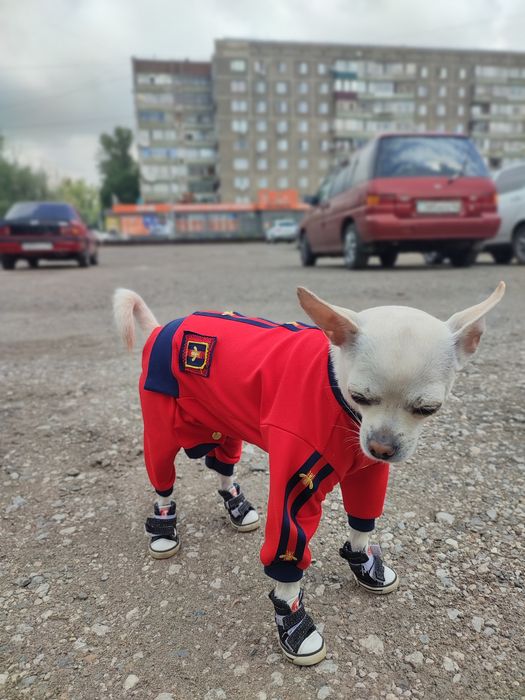 Продам одежду для животных.