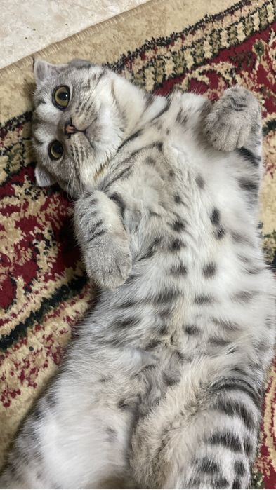 Ищем кошечку для вязки , шотланку