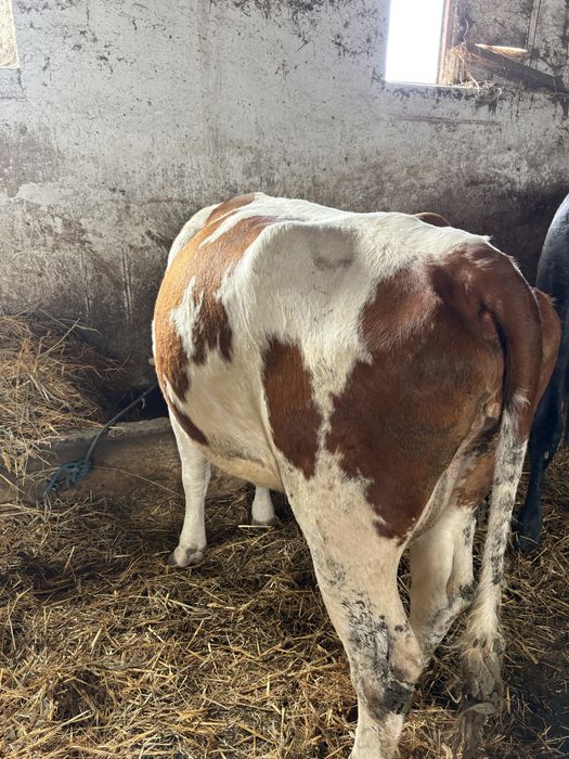 Vaca baltata romaneasca cu rosu la a 4 fatare