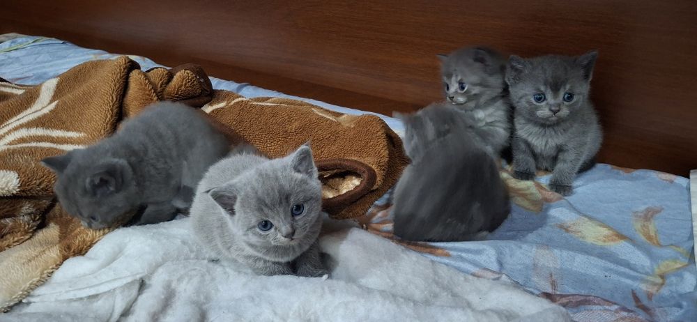 Продам котят британцев