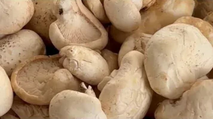 Элитные грибы степной трюфель санырау кулак