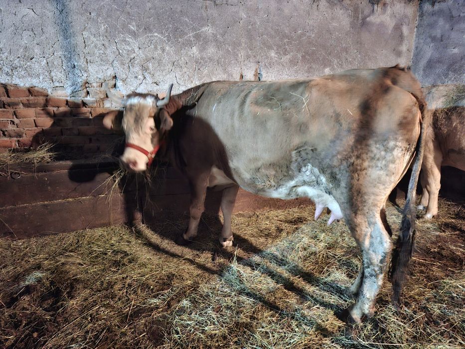 Vând vaca cu laptee