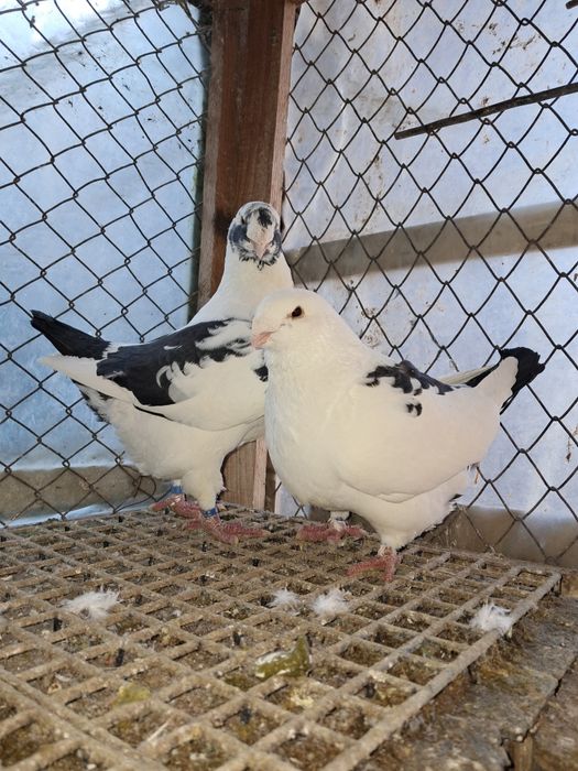 AGH,liberi se dau și la schimb