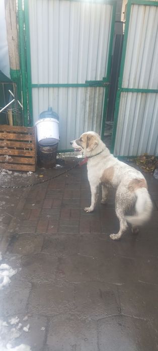 Хороший собака. Отдаёт