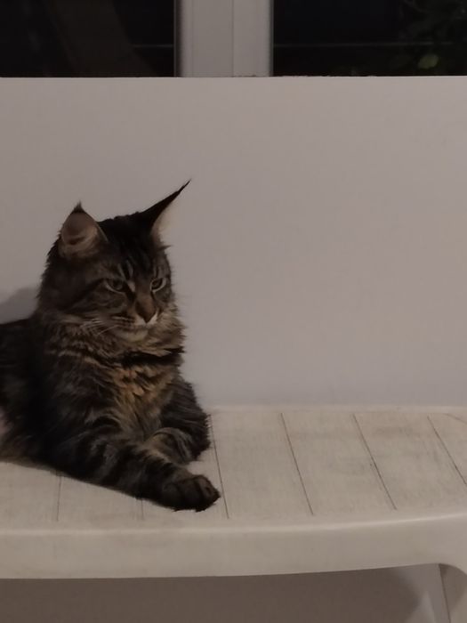 Мейн Кун, женско чистокръвно коте