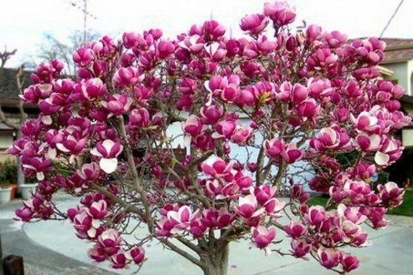 Vand magnoli rpsi și albe la ghiveci