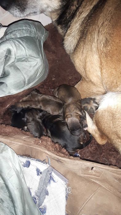 Щеночки звоночки